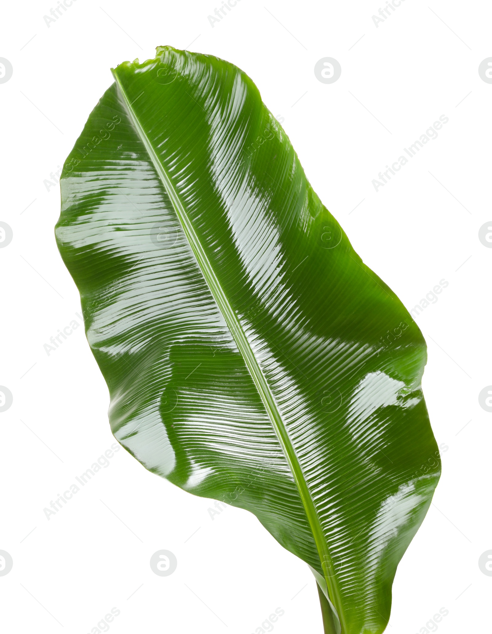 Photo of Fresh green banana tree leaf isolated on white