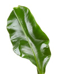 Photo of Fresh green banana tree leaf isolated on white