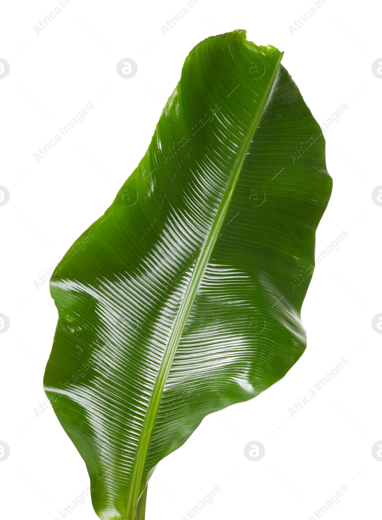 Photo of Fresh green banana tree leaf isolated on white