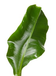 Photo of Fresh green banana tree leaf isolated on white