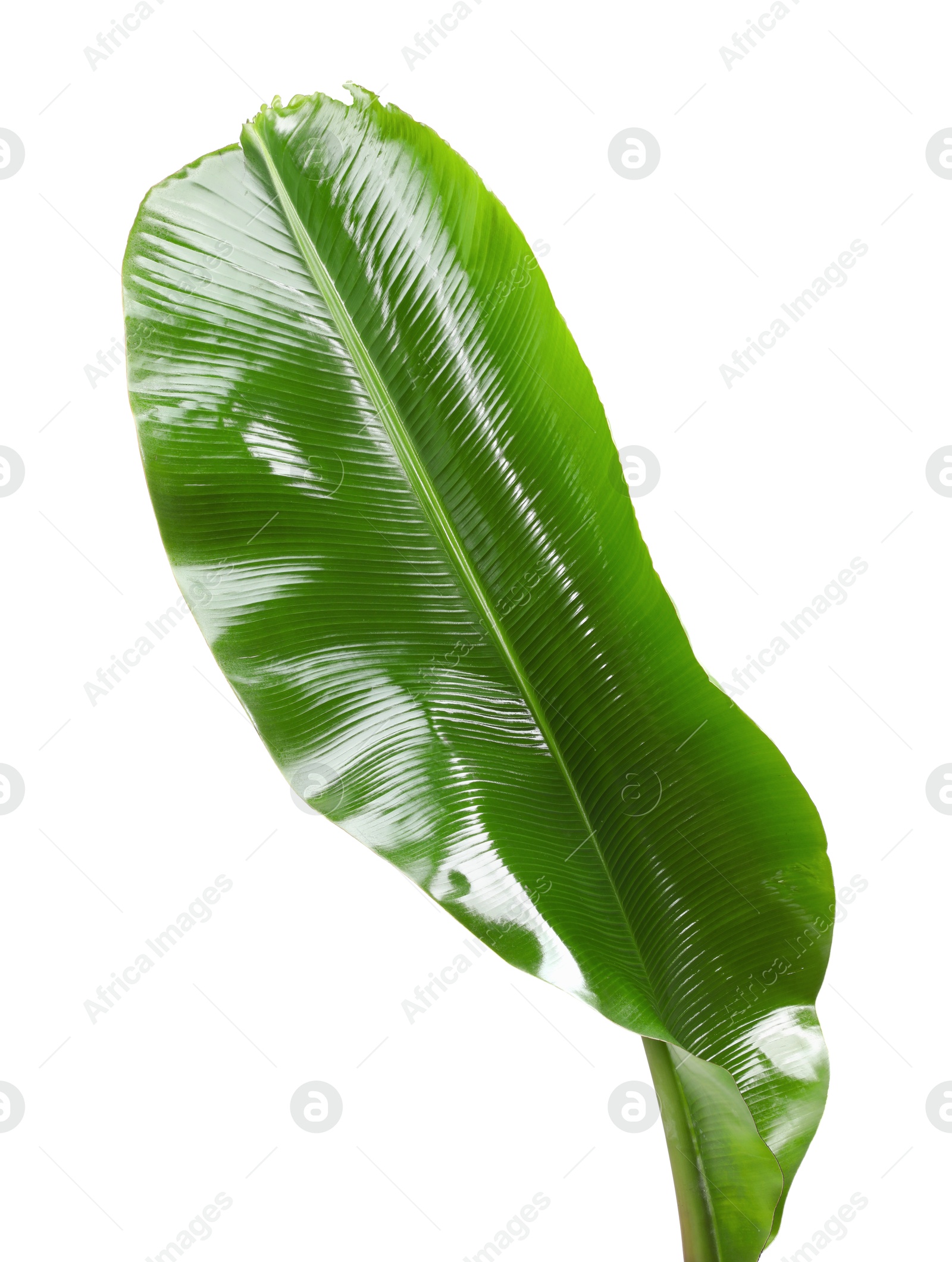 Photo of Fresh green banana tree leaf isolated on white