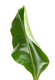 Photo of Fresh green banana tree leaf isolated on white