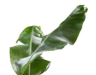 Photo of Fresh green banana tree leaves isolated on white