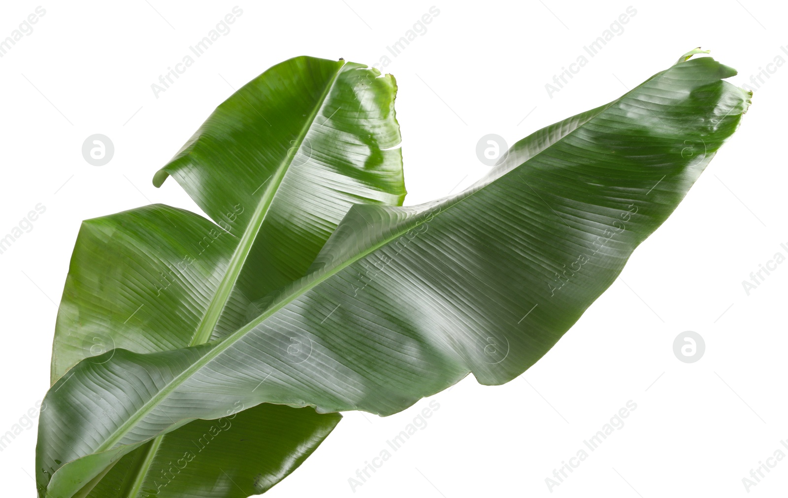 Photo of Fresh green banana tree leaves isolated on white