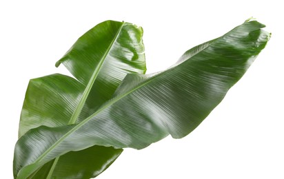 Photo of Fresh green banana tree leaves isolated on white