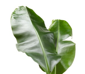 Photo of Fresh green banana tree leaves isolated on white