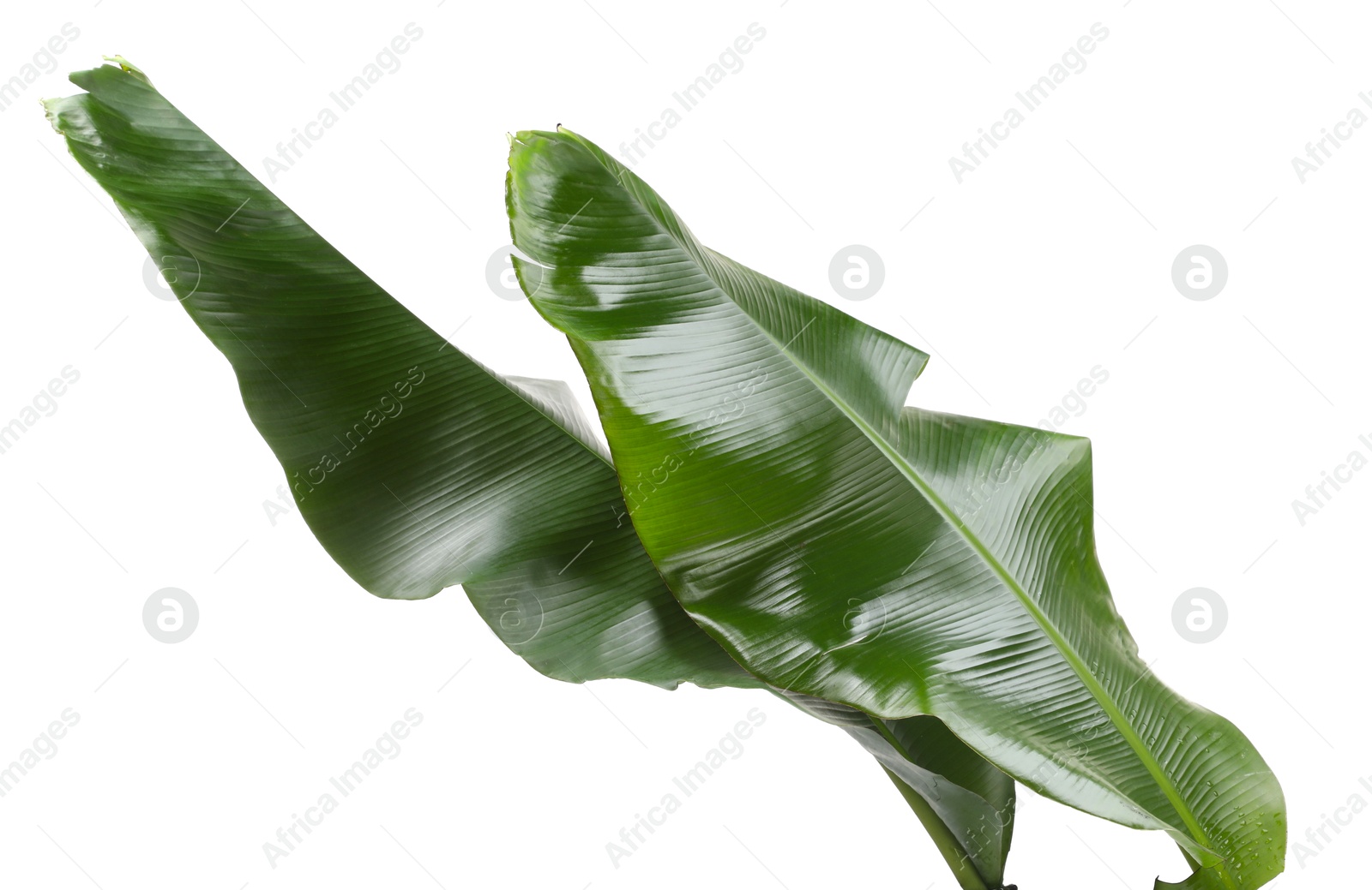 Photo of Fresh green banana tree leaves isolated on white