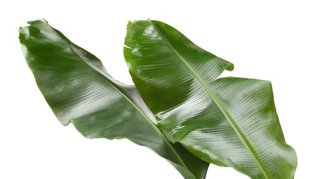 Photo of Fresh green banana tree leaves isolated on white