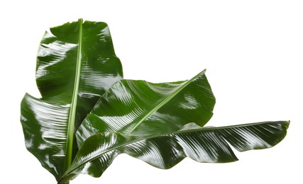 Photo of Fresh green banana tree leaves isolated on white