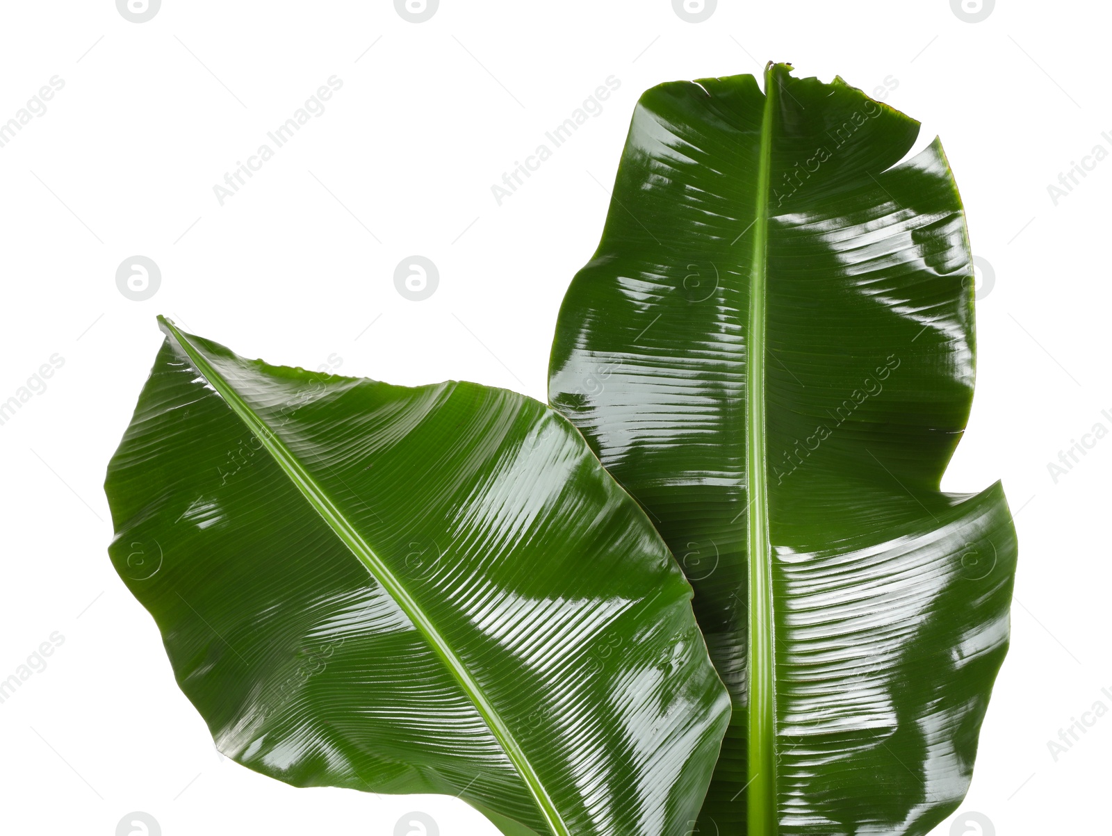 Photo of Fresh green banana tree leaves isolated on white