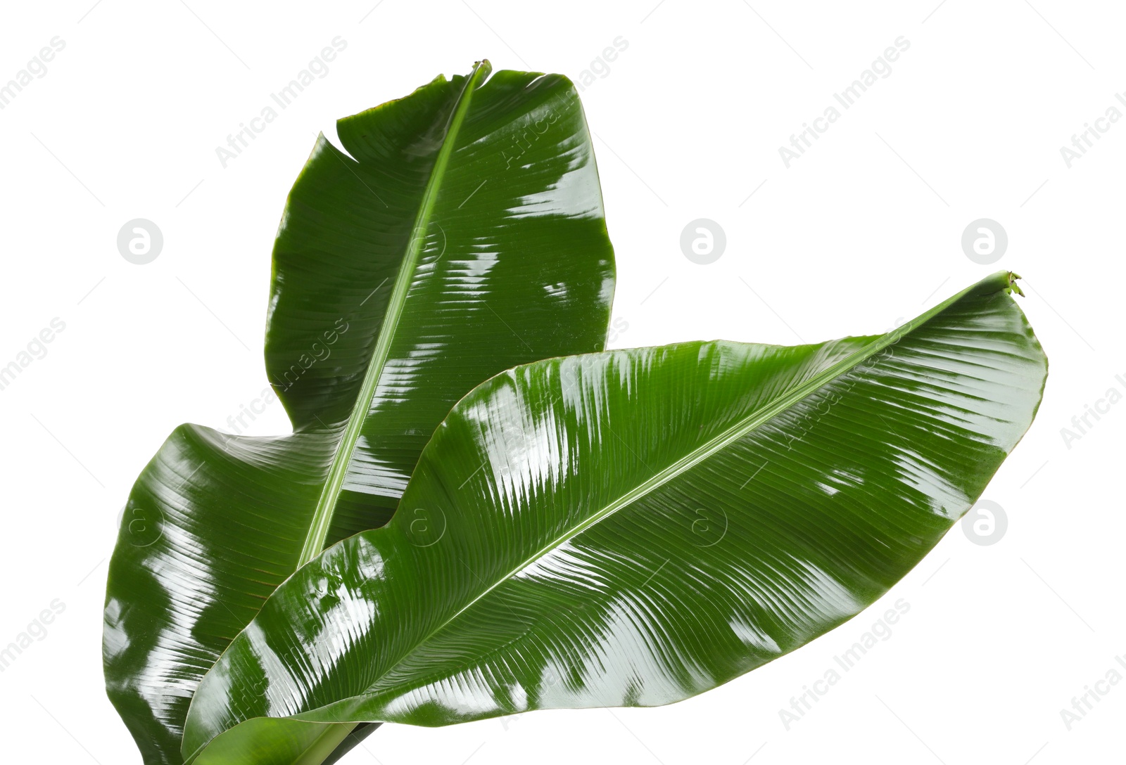 Photo of Fresh green banana tree leaves isolated on white