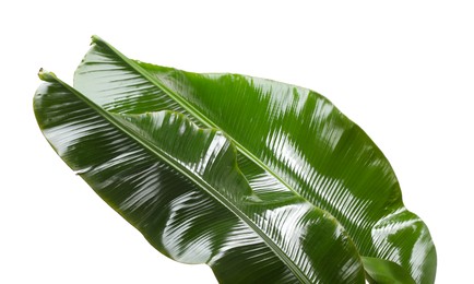 Fresh green banana tree leaves isolated on white