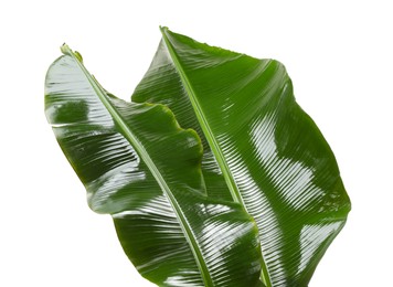 Photo of Fresh green banana tree leaves isolated on white