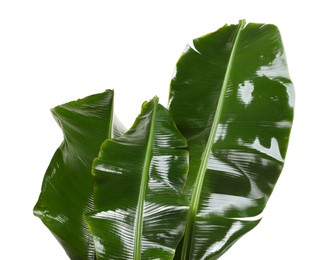 Photo of Fresh green banana tree leaves isolated on white