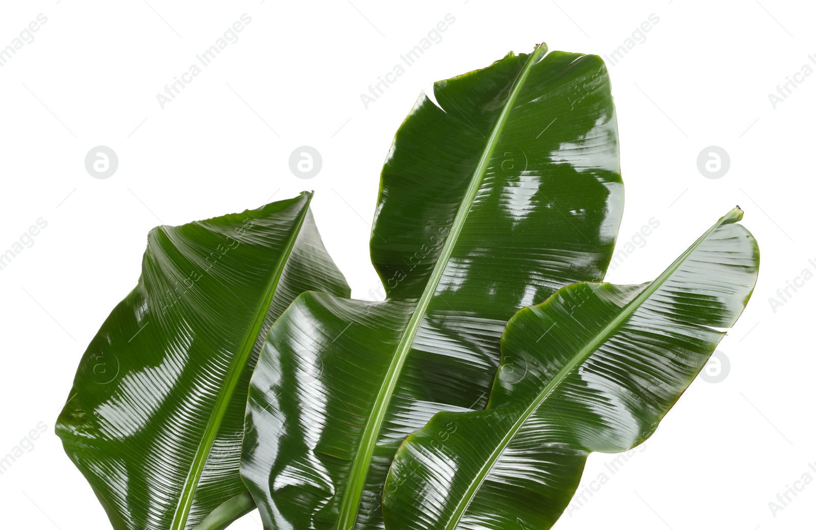 Photo of Fresh green banana tree leaves isolated on white