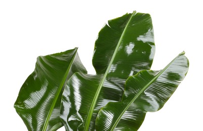 Photo of Fresh green banana tree leaves isolated on white