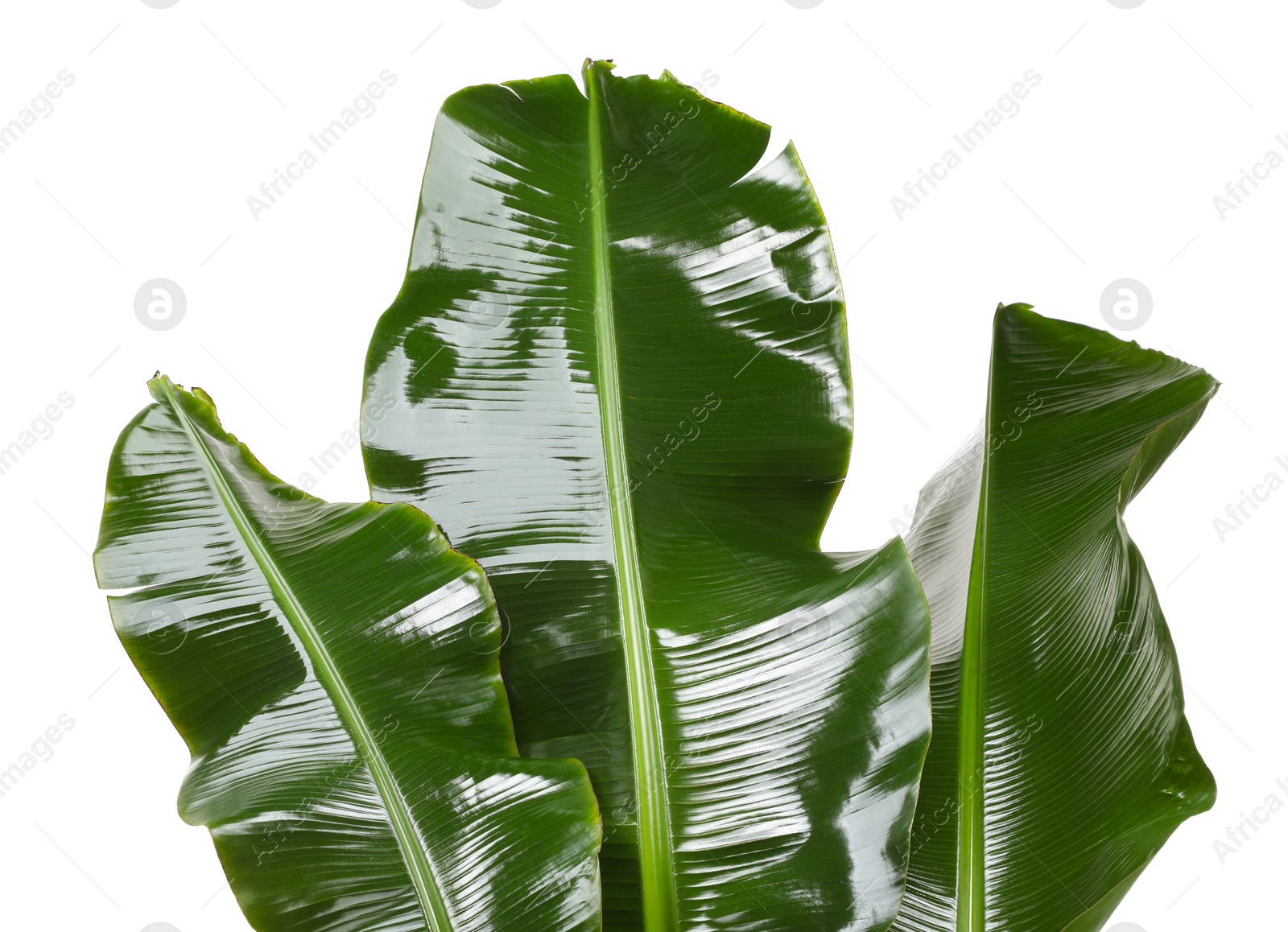 Photo of Fresh green banana tree leaves isolated on white