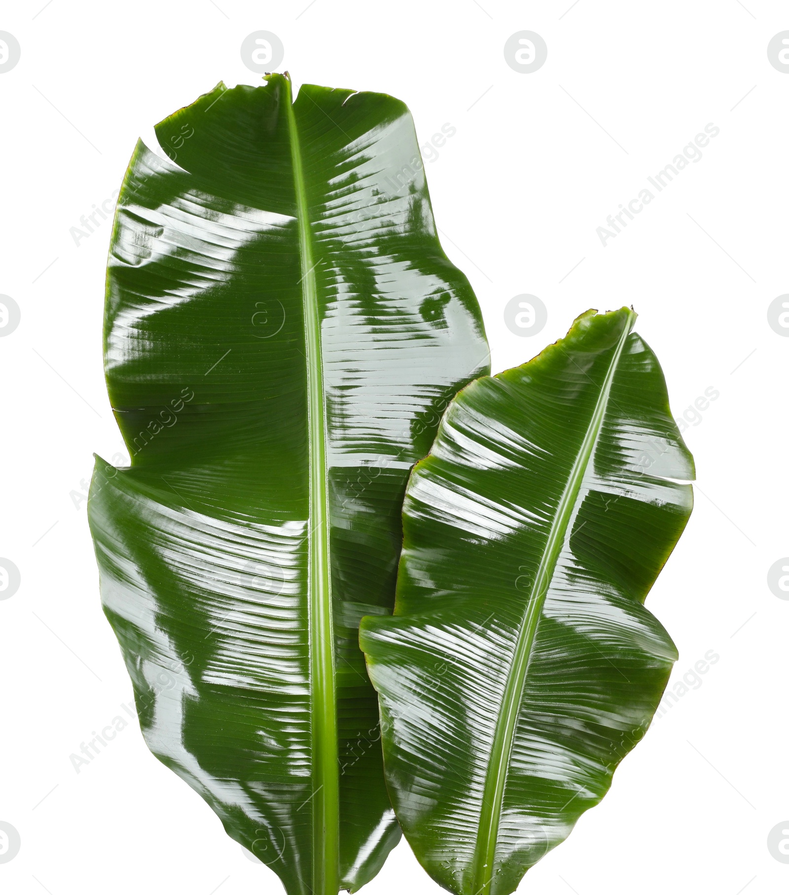 Photo of Fresh green banana tree leaves isolated on white