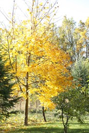 Beautiful trees with colorful leaves growing in autumnal park