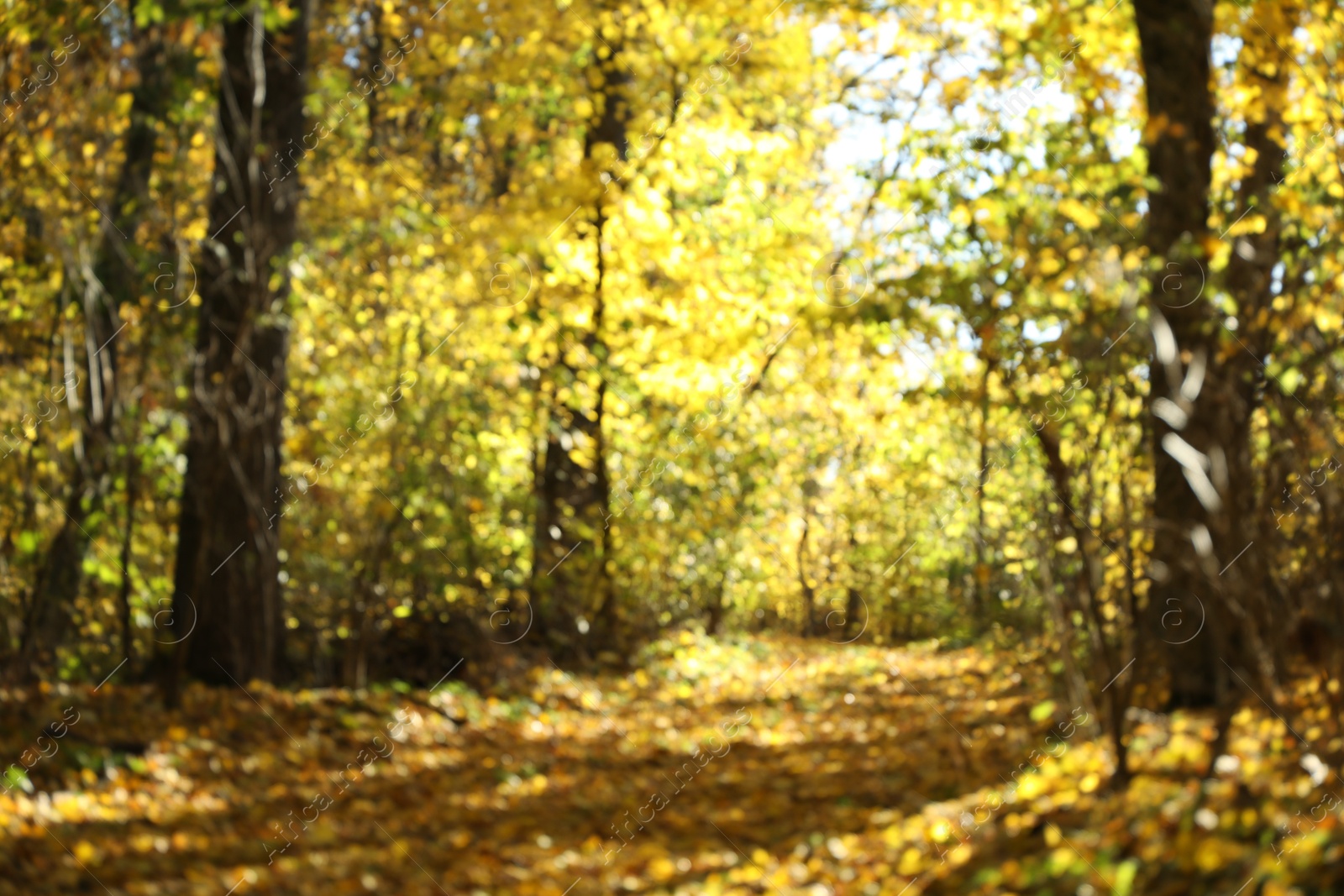 Photo of Blurred view of pathway in autumnal park