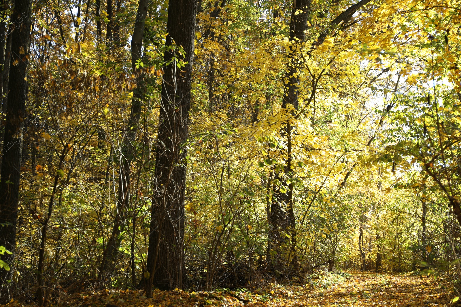 Photo of Beautiful trees and fallen leaves in autumnal park