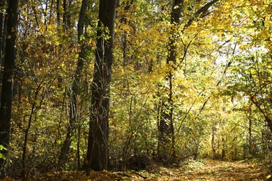 Photo of Beautiful trees and fallen leaves in autumnal park