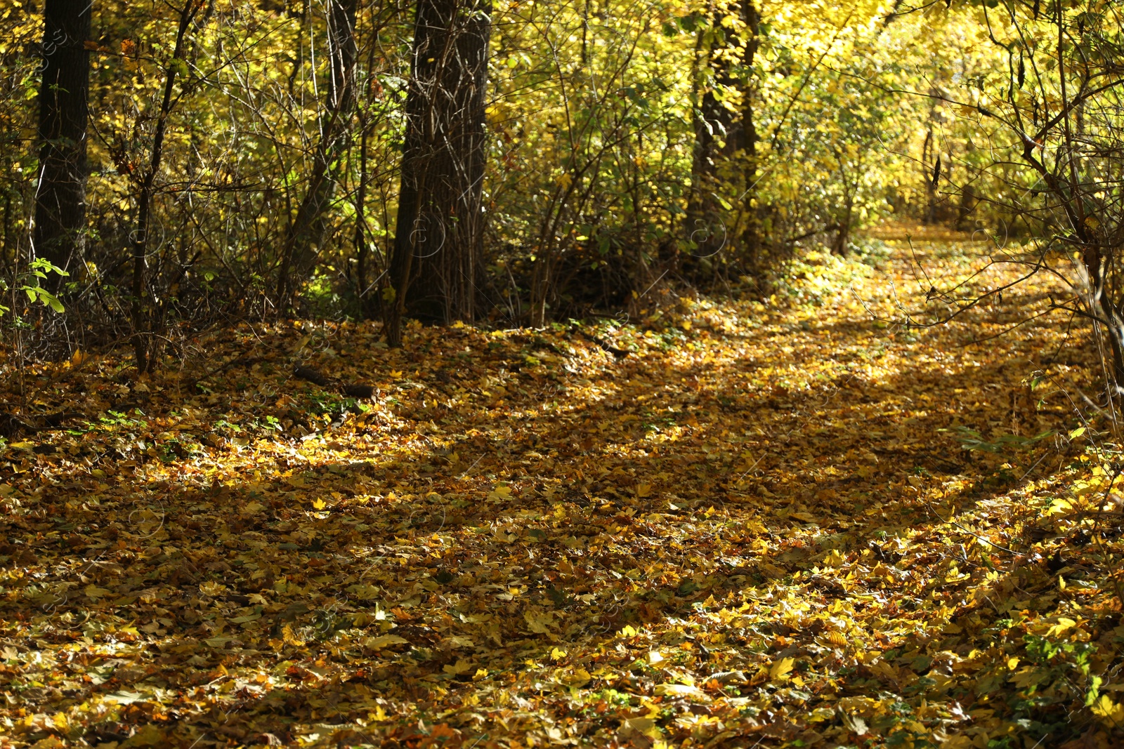 Photo of Beautiful trees and fallen leaves in autumnal park