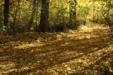 Photo of Beautiful trees and fallen leaves in autumnal park