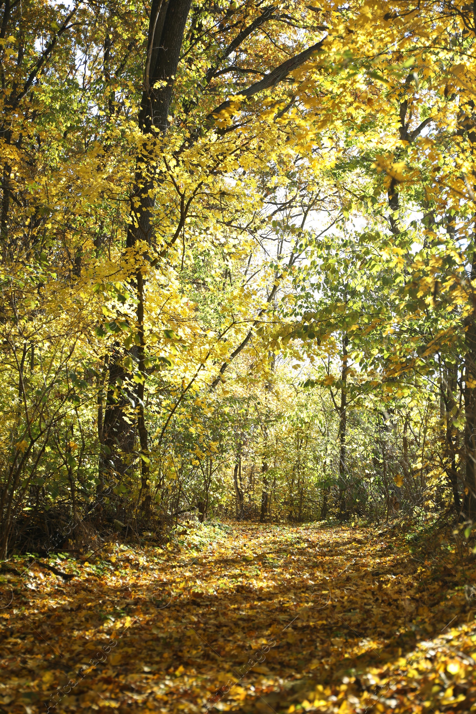 Photo of Beautiful trees and fallen leaves in autumnal park