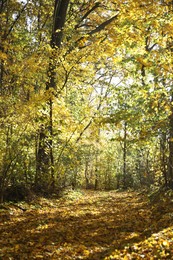 Beautiful trees and fallen leaves in autumnal park