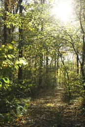 Beautiful trees and fallen leaves in autumnal park