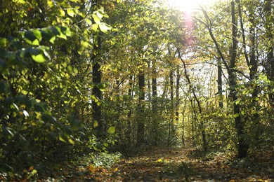 Beautiful trees and fallen leaves in autumnal park