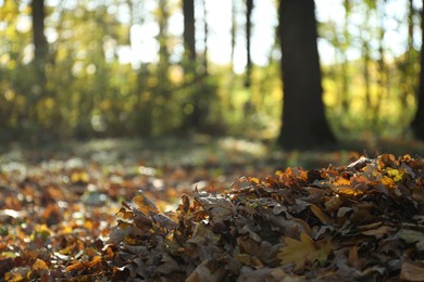 Dry fallen leaves in autumnal park, selective focus