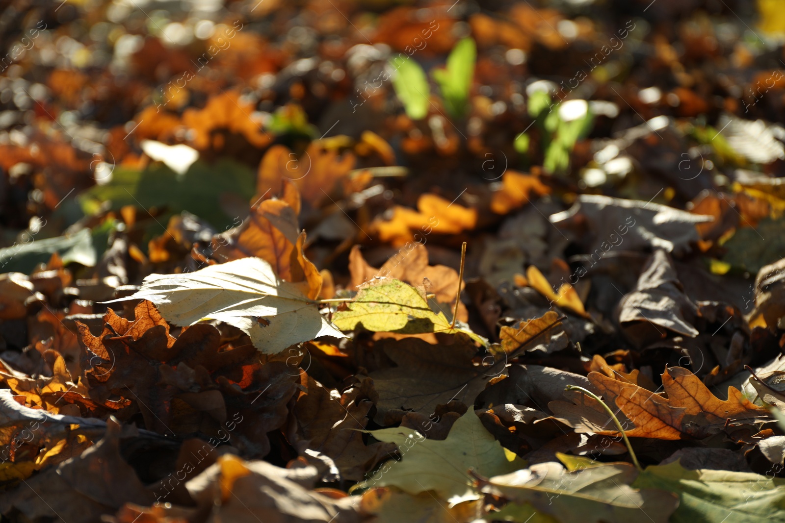 Photo of Different dry fallen leaves outdoors, closeup view