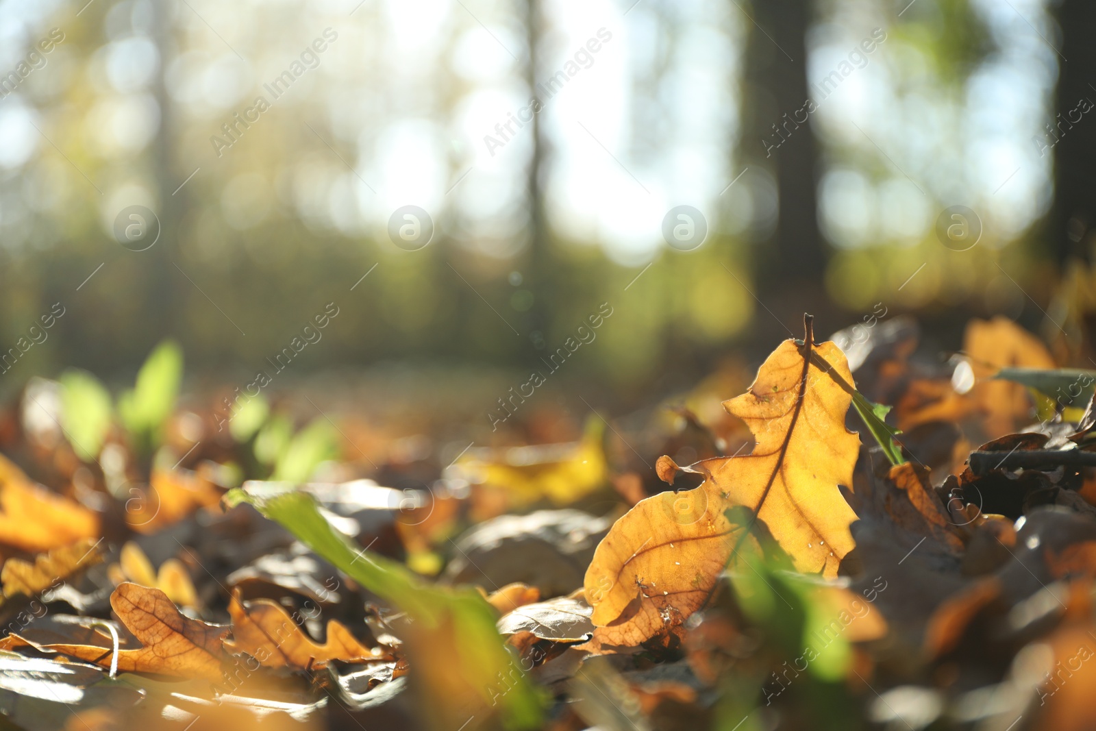 Photo of Dry fallen leaves in autumnal park, selective focus