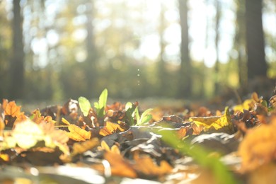 Dry fallen leaves in autumnal park, selective focus