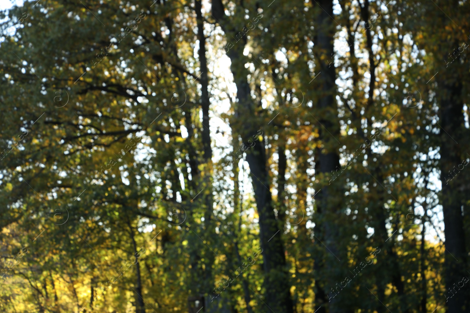 Photo of Blurred view of beautiful trees in autumnal park