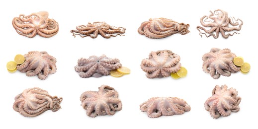 Image of Fresh raw octopus isolated on white, collage