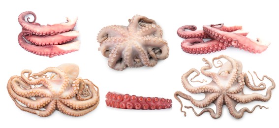 Image of Fresh raw octopus and tentacles isolated on white, collage