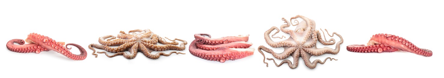 Image of Fresh raw octopus and tentacles isolated on white, collage