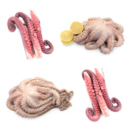 Image of Fresh raw octopus and tentacles isolated on white, collage