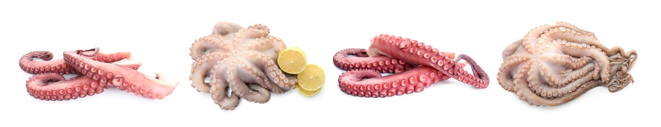 Image of Fresh raw octopus and tentacles isolated on white, collage