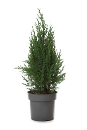 Photo of Small spruce tree in pot isolated on white