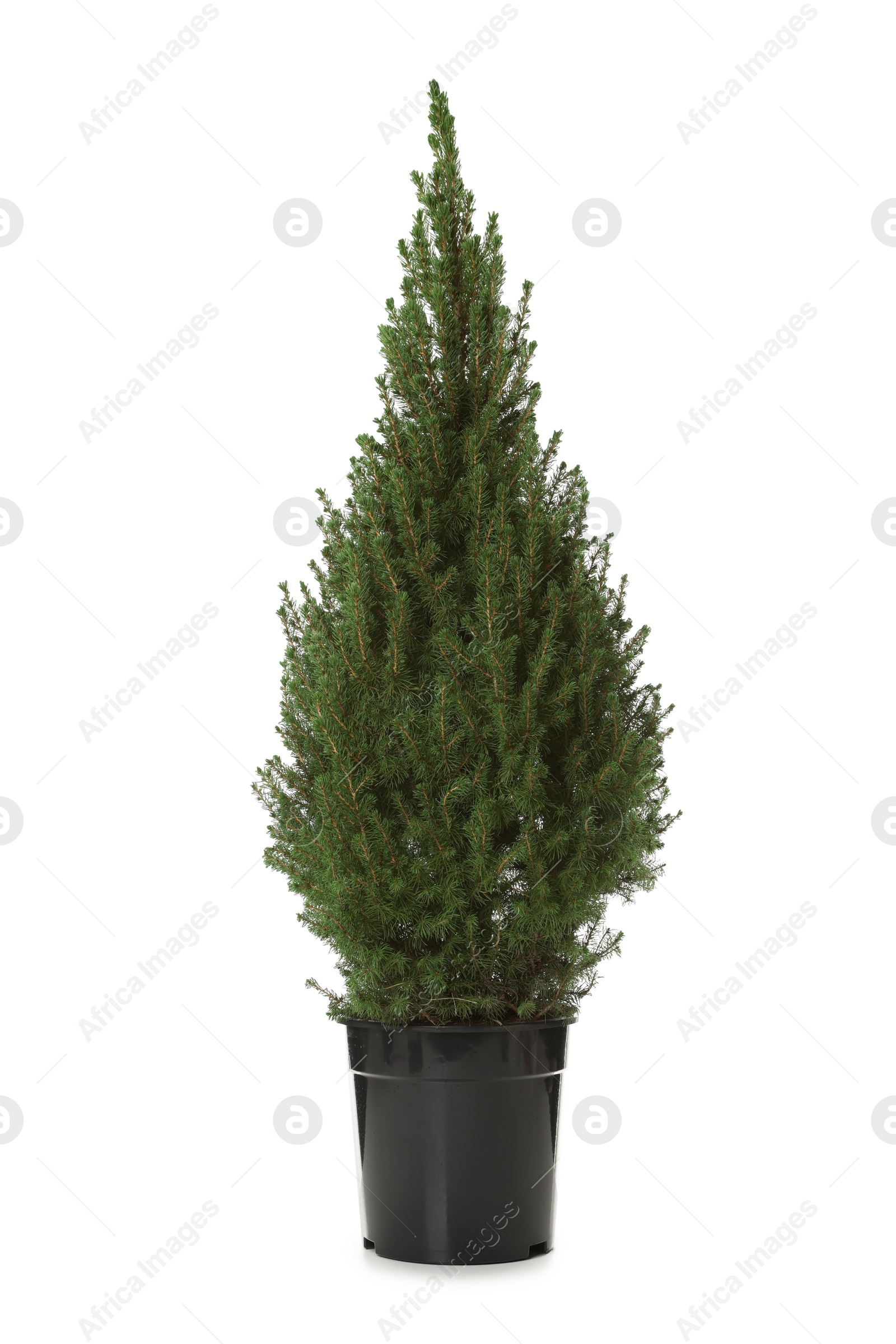 Photo of Small spruce tree in pot isolated on white