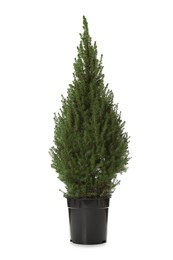 Photo of Small spruce tree in pot isolated on white