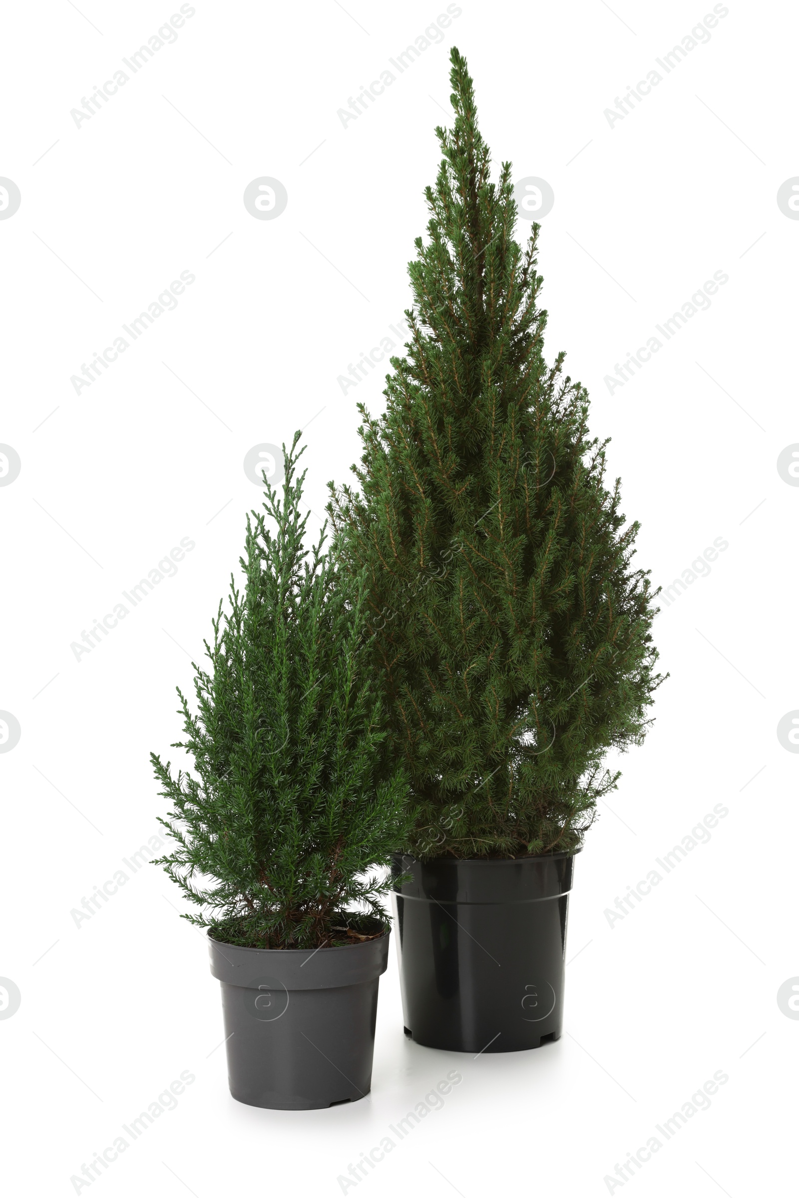 Photo of Small spruce trees in pot isolated on white