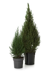 Photo of Small spruce trees in pot isolated on white