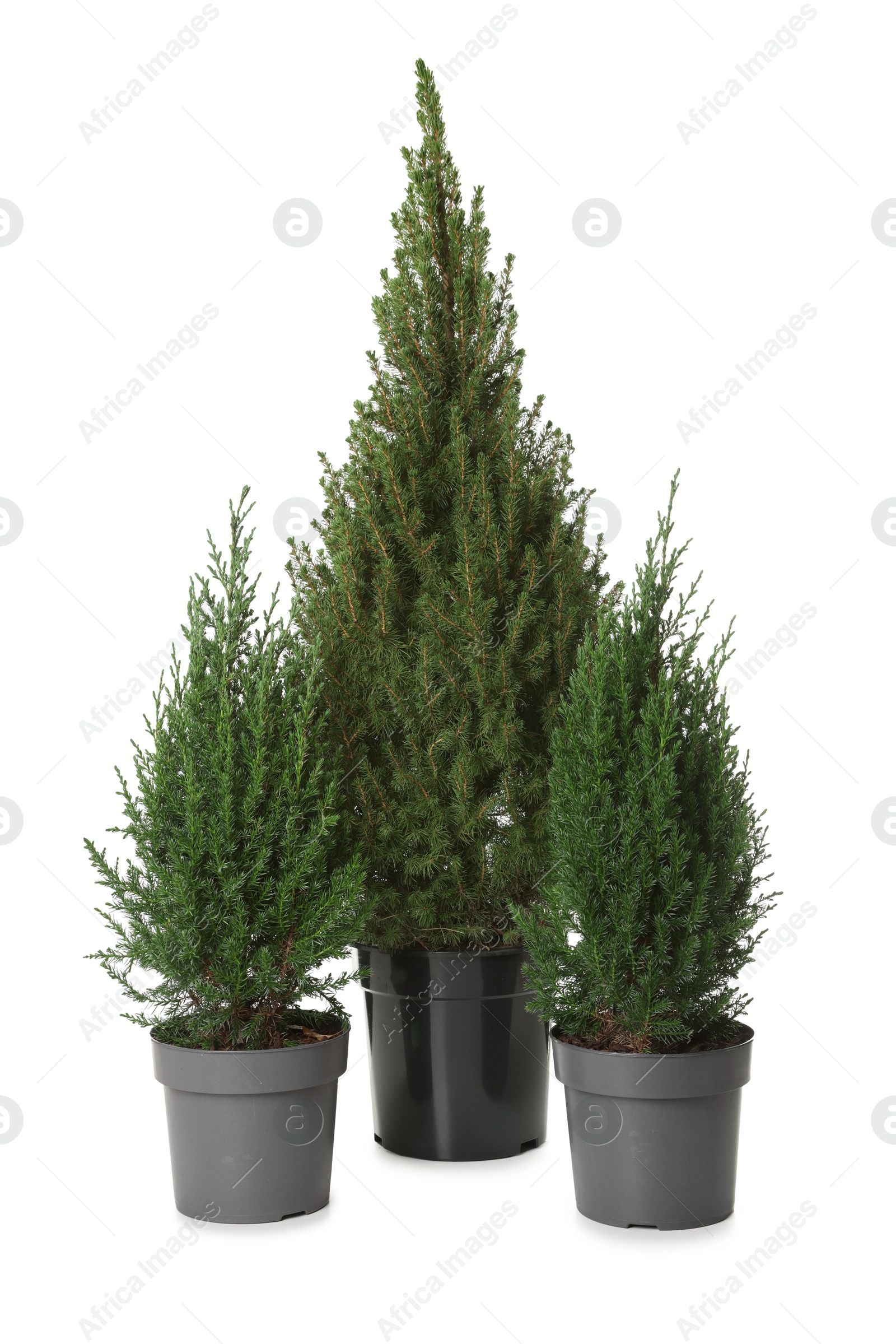 Photo of Small spruce trees in pot isolated on white