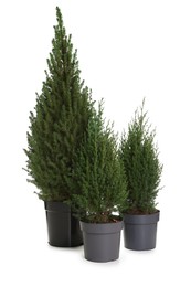 Photo of Small spruce trees in pot isolated on white