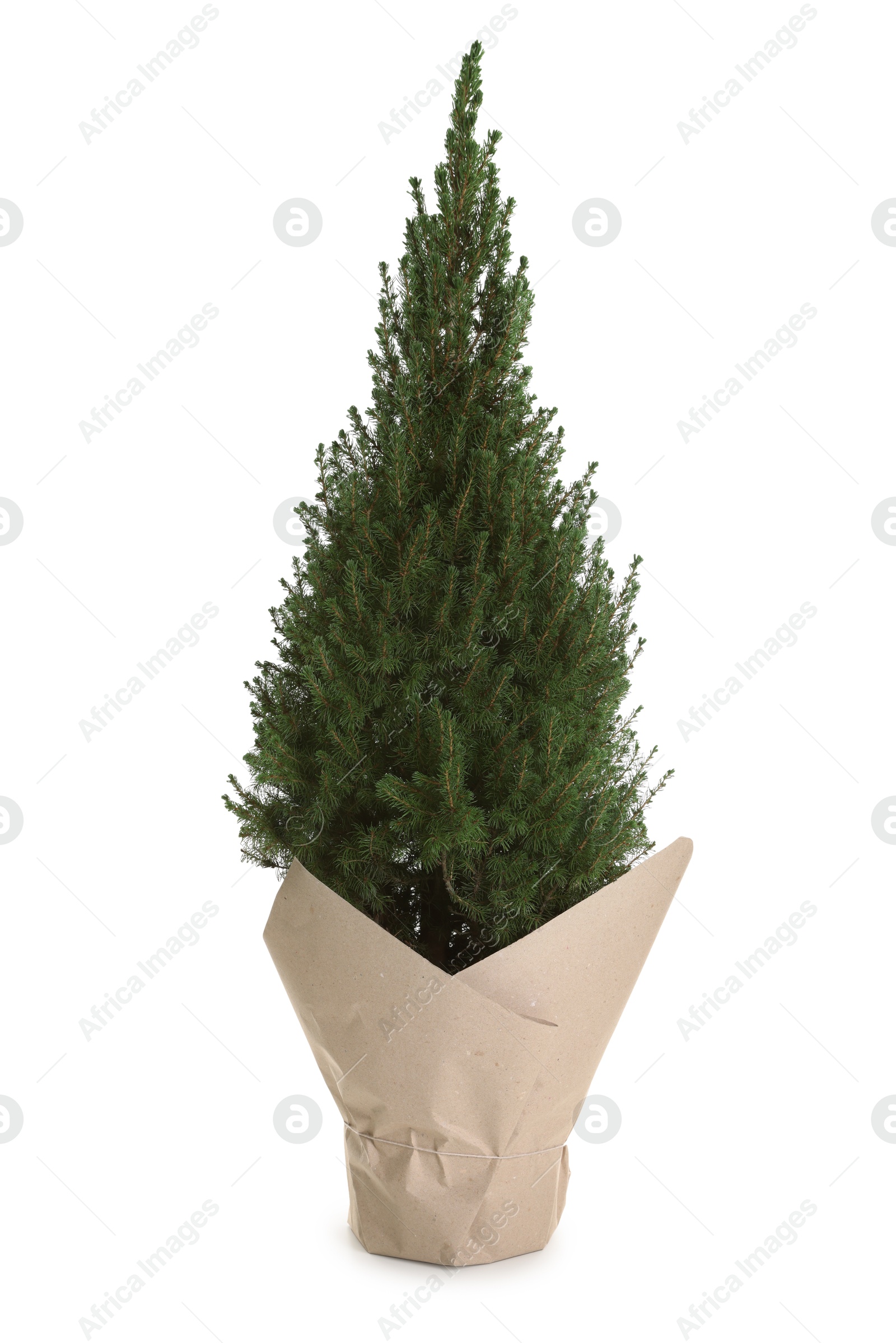 Photo of Potted small spruce tree wrapped in paper isolated on white